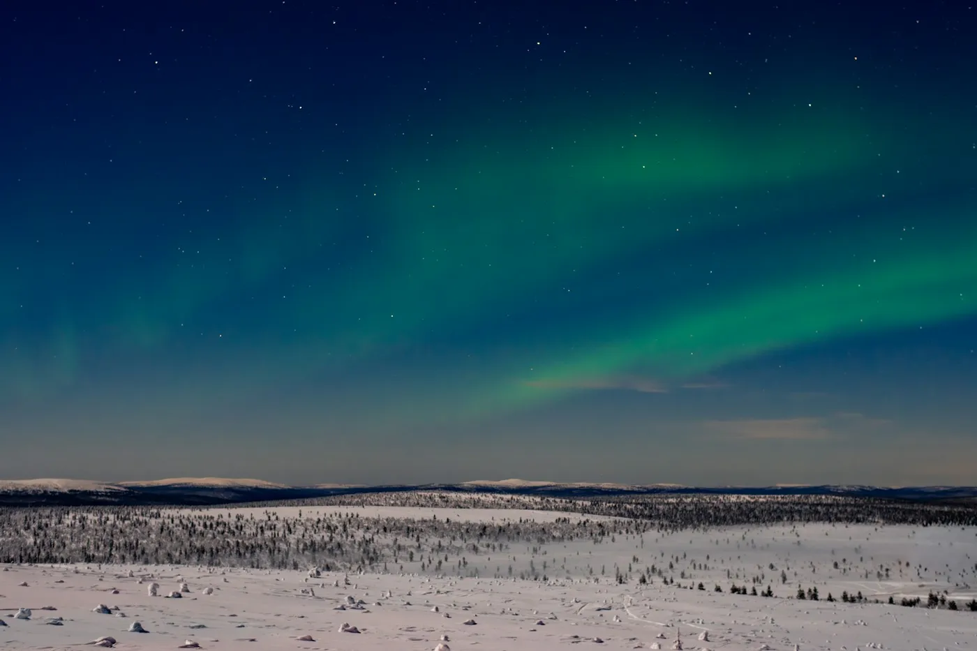 Green aurora bands across a starry sky above a flat snowy landscape with scattered small spruce trees
