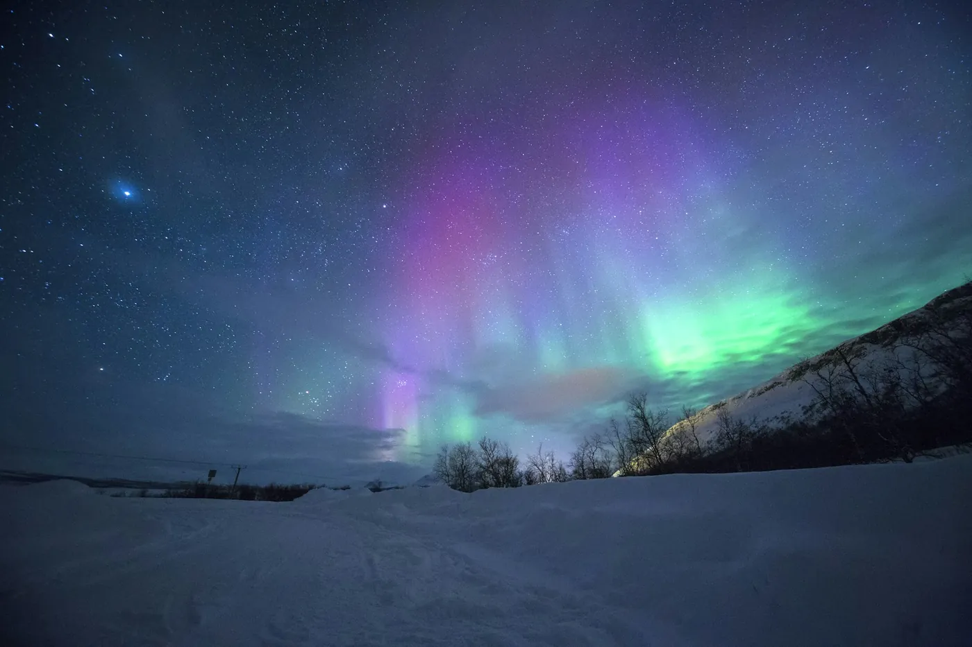 Green and violet aurora rising over a snowy slope with bare birch trees under a starry sky