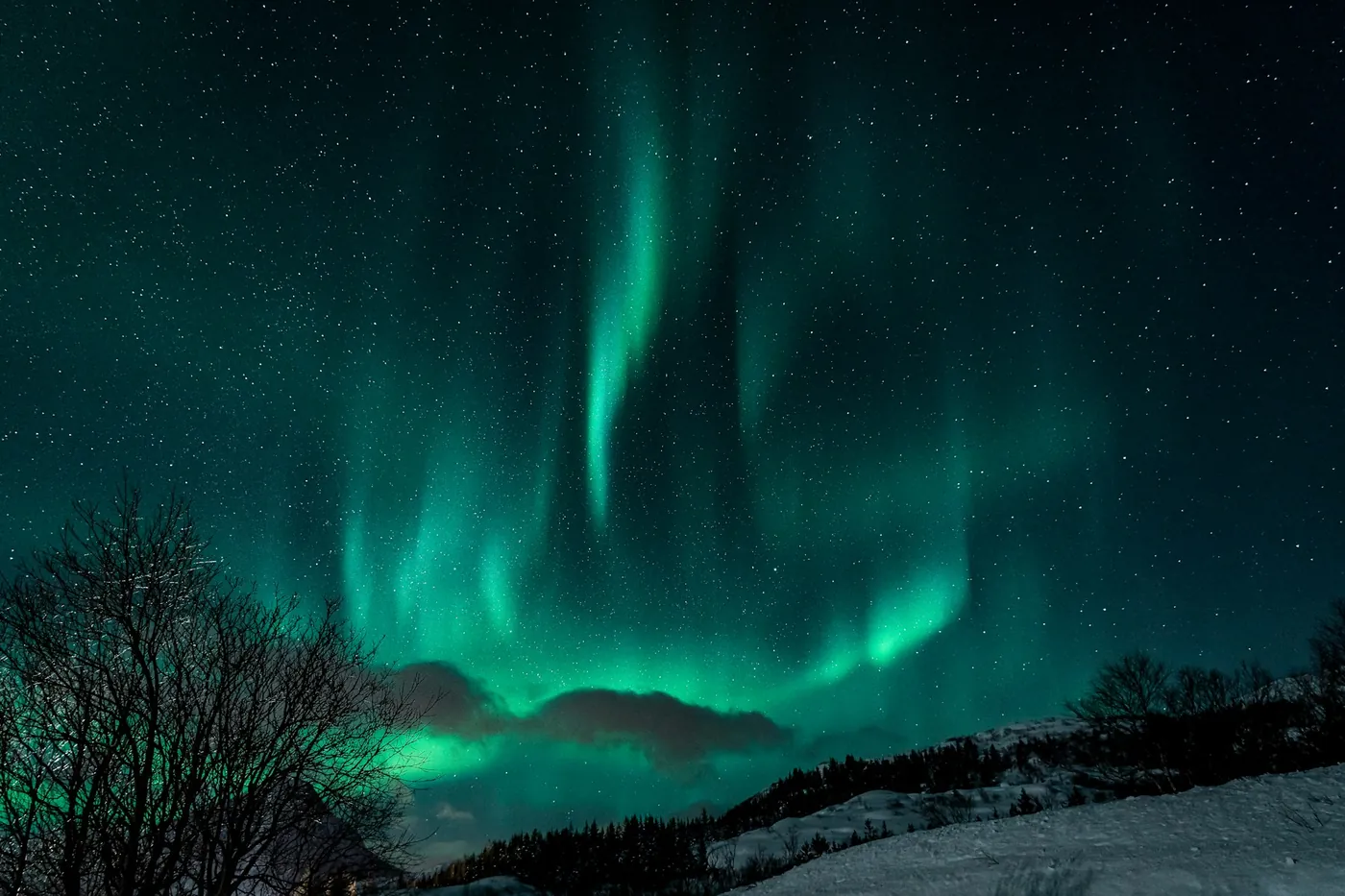 Green aurora rising in curtains over a snowy slope, bare trees in the foreground and a low cloud on the horizon