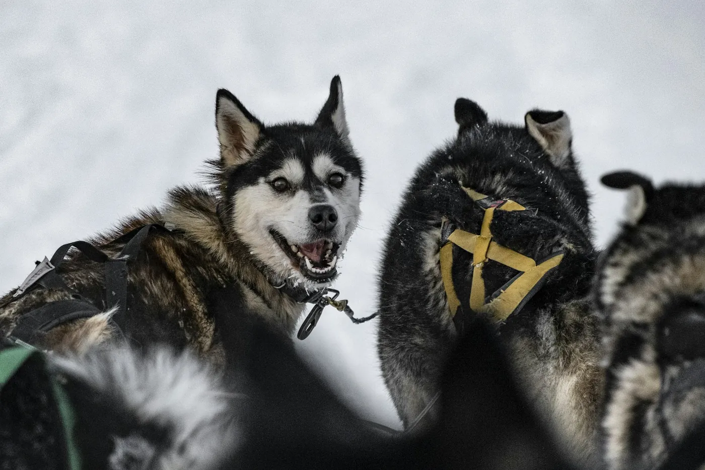 Close-up of several sled dogs in harnesses on snow, one looking towards the camera with its mouth open