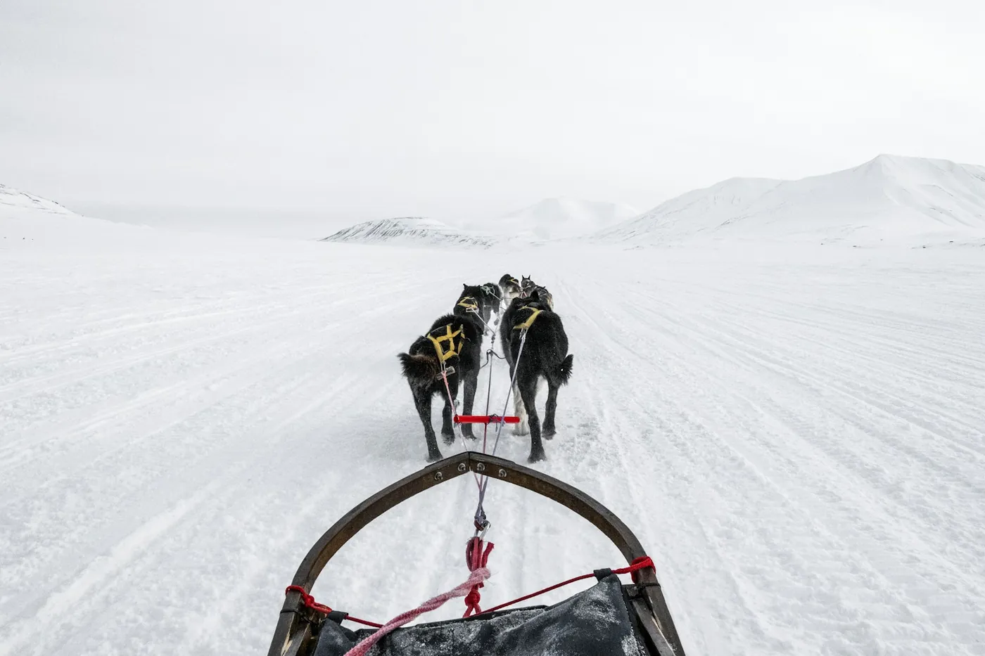 A dog team seen from the back of a sled on a flat snowy trail under a grey sky