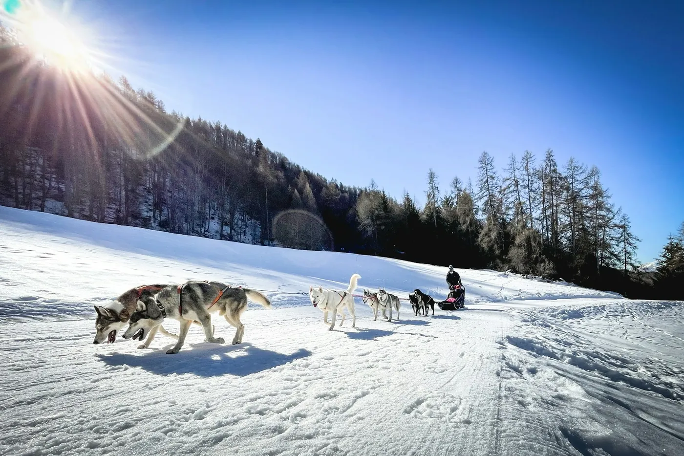 A dog team pulling a sled across a snowy field in low sunlight, forest in the background