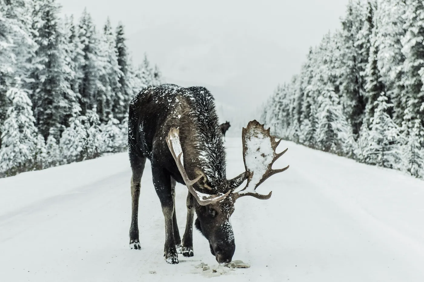 Un alce con nieve en el lomo y en la cornamenta, de pie en una carretera nevada entre coníferas cargadas de nieve