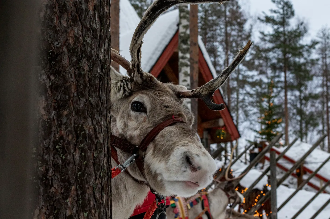A reindeer in a red harness looking out from behind a pine trunk, a red-roofed hut and a fence behind it