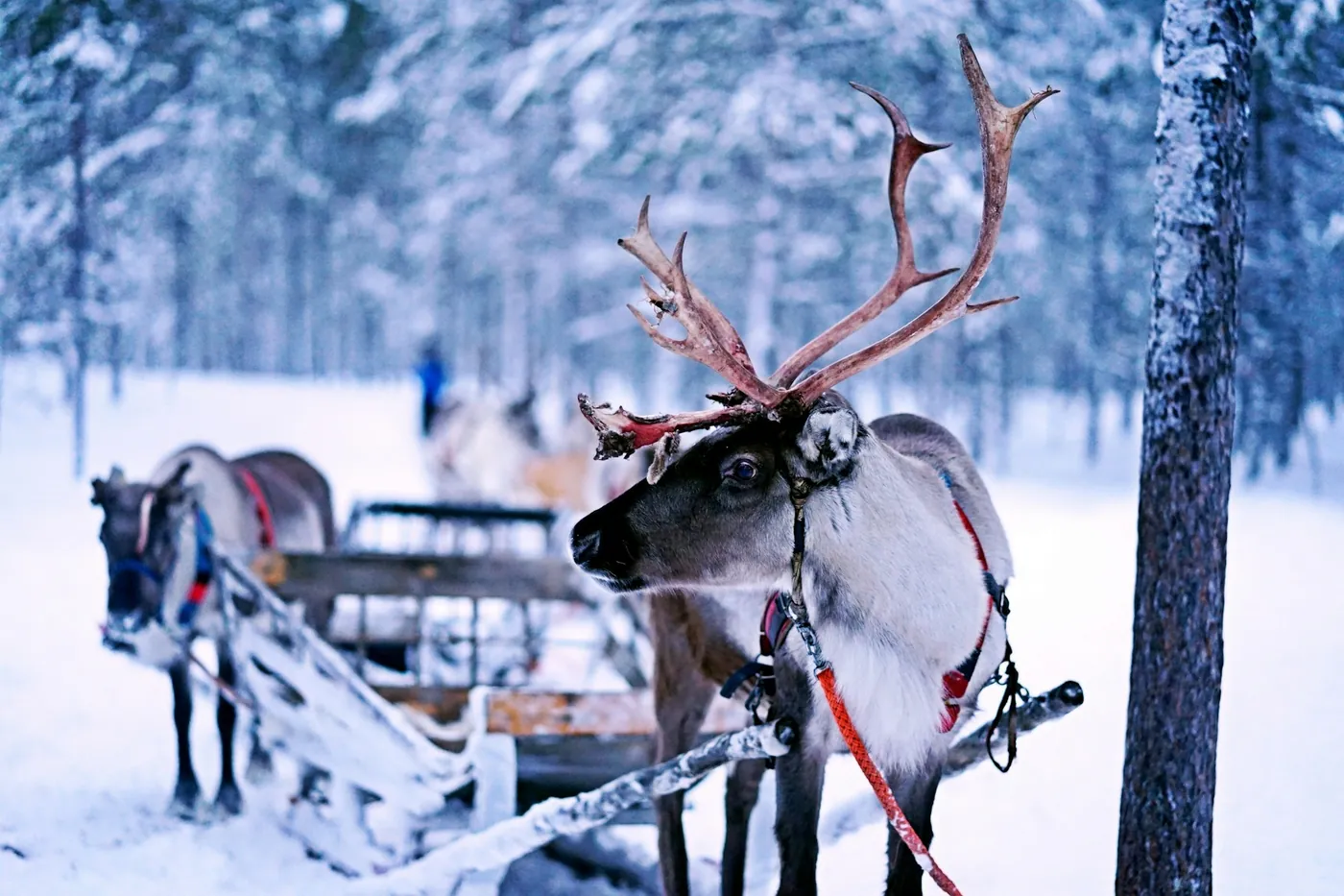 A reindeer with large antlers in a red harness standing next to a wooden sled in snowy forest, a second reindeer behind